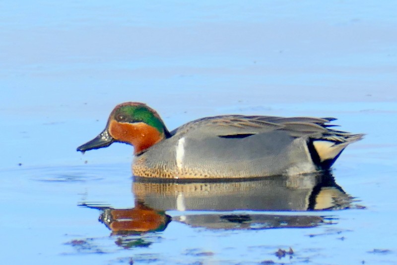 Green-winged Teal - ML618577238