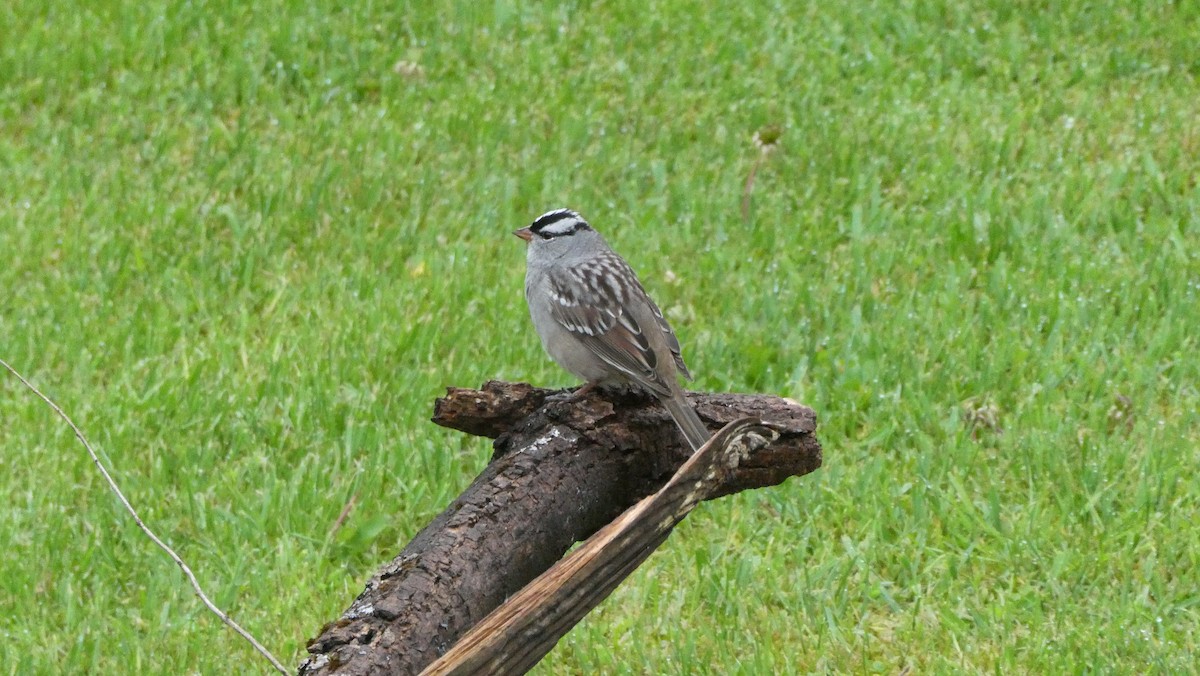 White-crowned Sparrow (leucophrys) - ML618577241