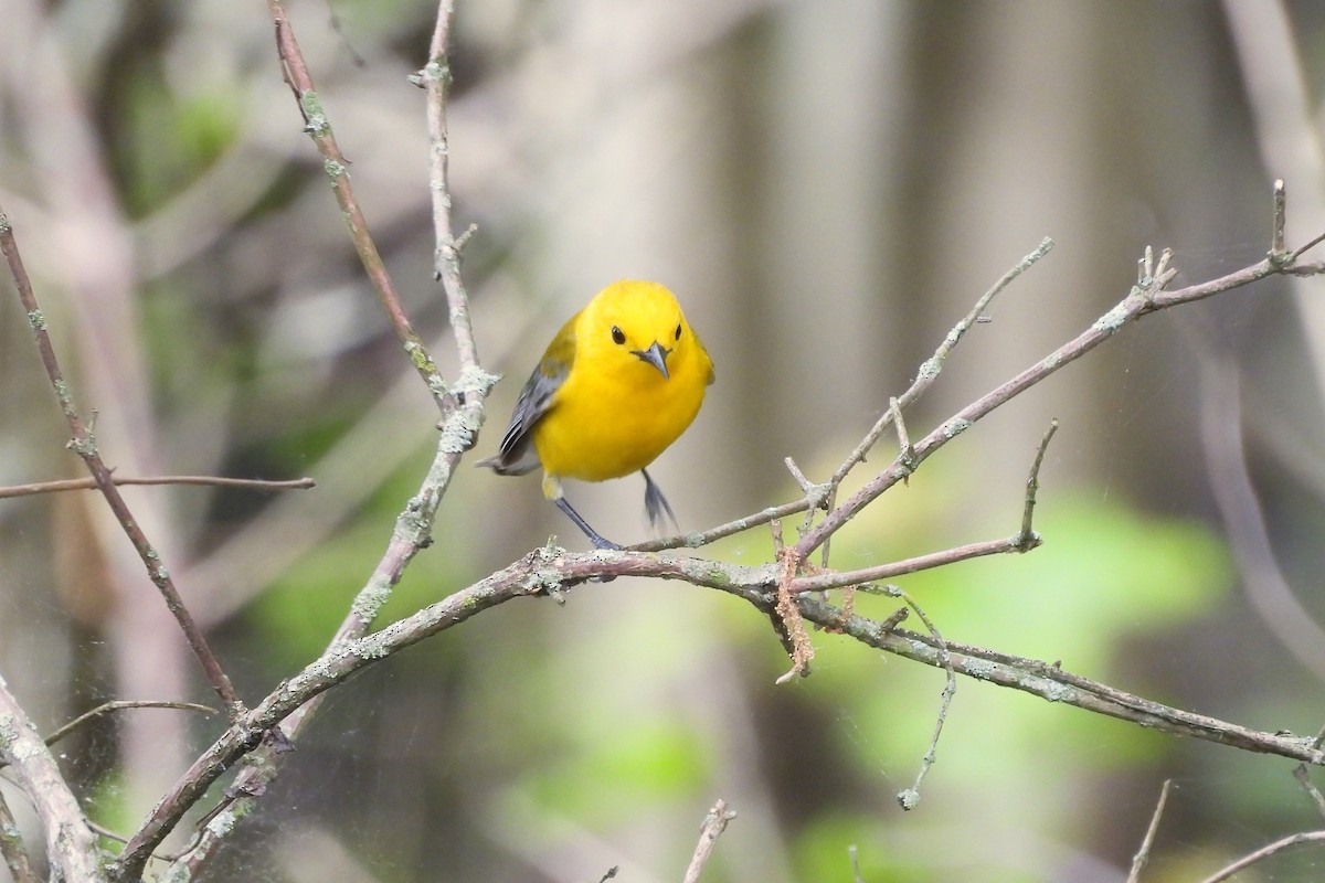 Prothonotary Warbler - ML618577243