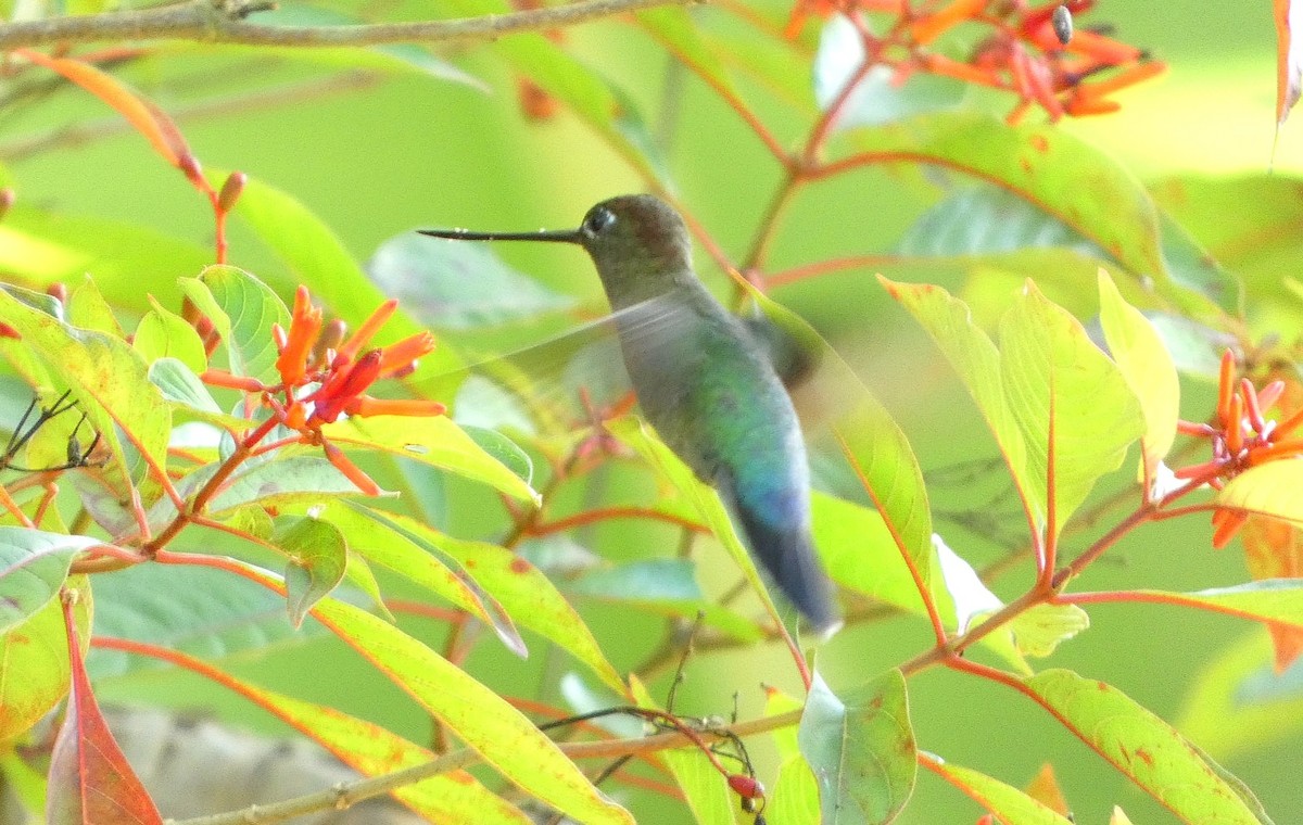kolibřík zelenočelý - ML618577260