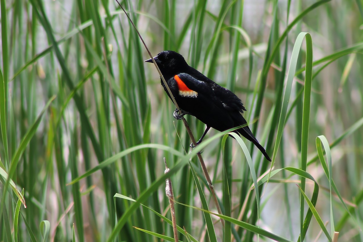Red-winged Blackbird - Michael Mays