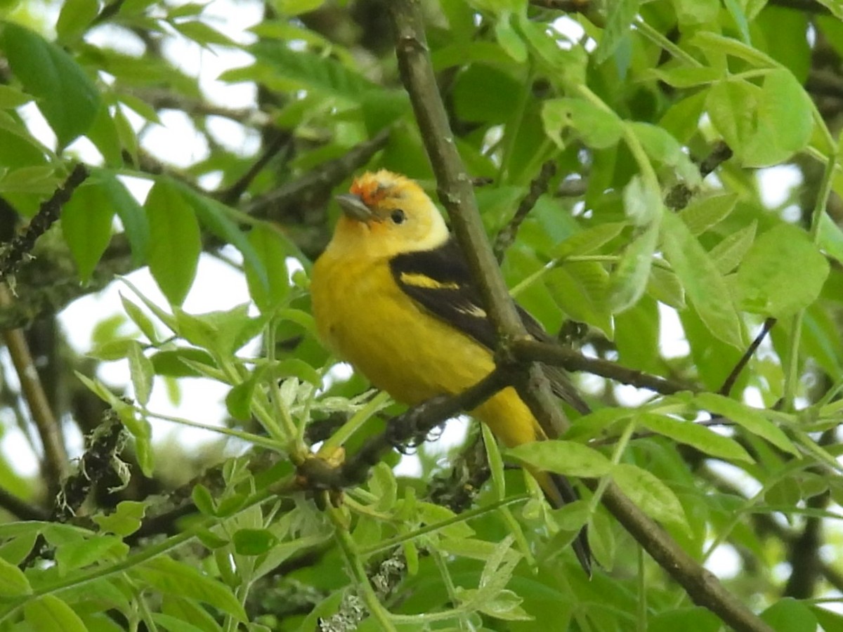 Western Tanager - ML618577289