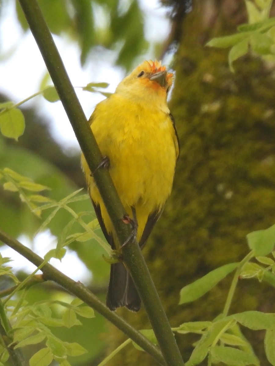 Western Tanager - ML618577290