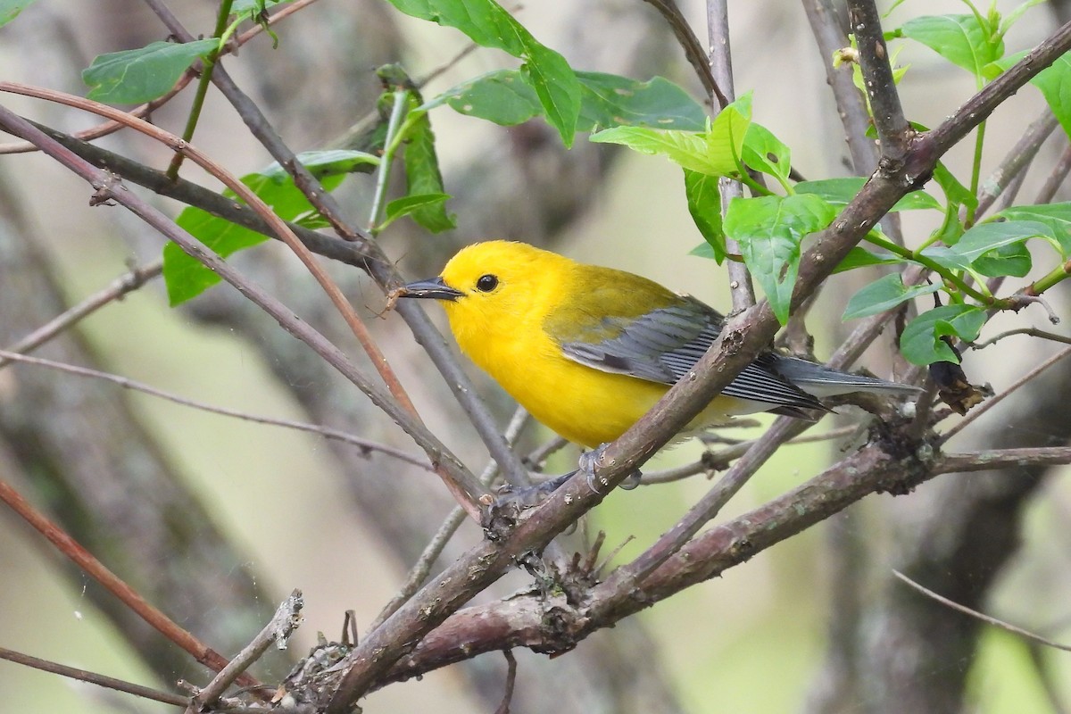 Prothonotary Warbler - ML618577294