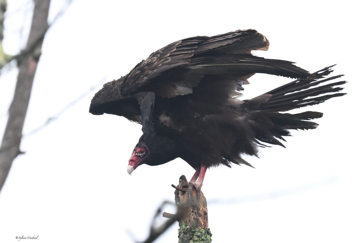 Turkey Vulture - Sylvain Cardinal