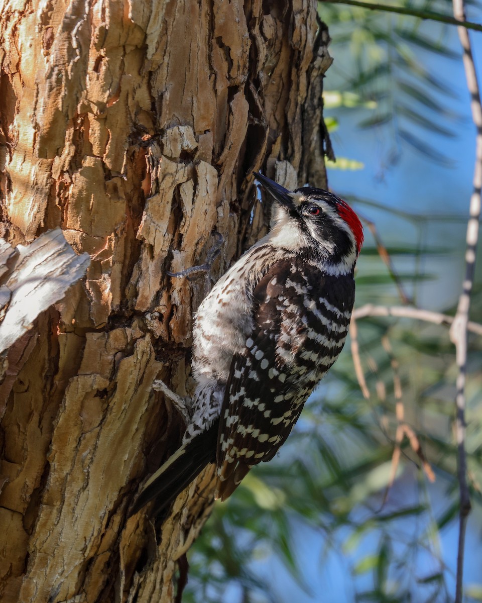 Nuttall's Woodpecker - ML618577302