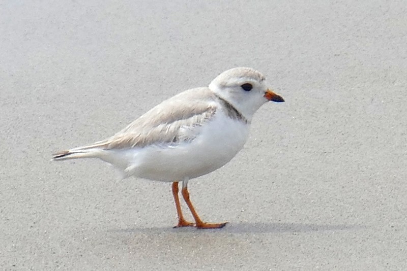 Piping Plover - ML618577327