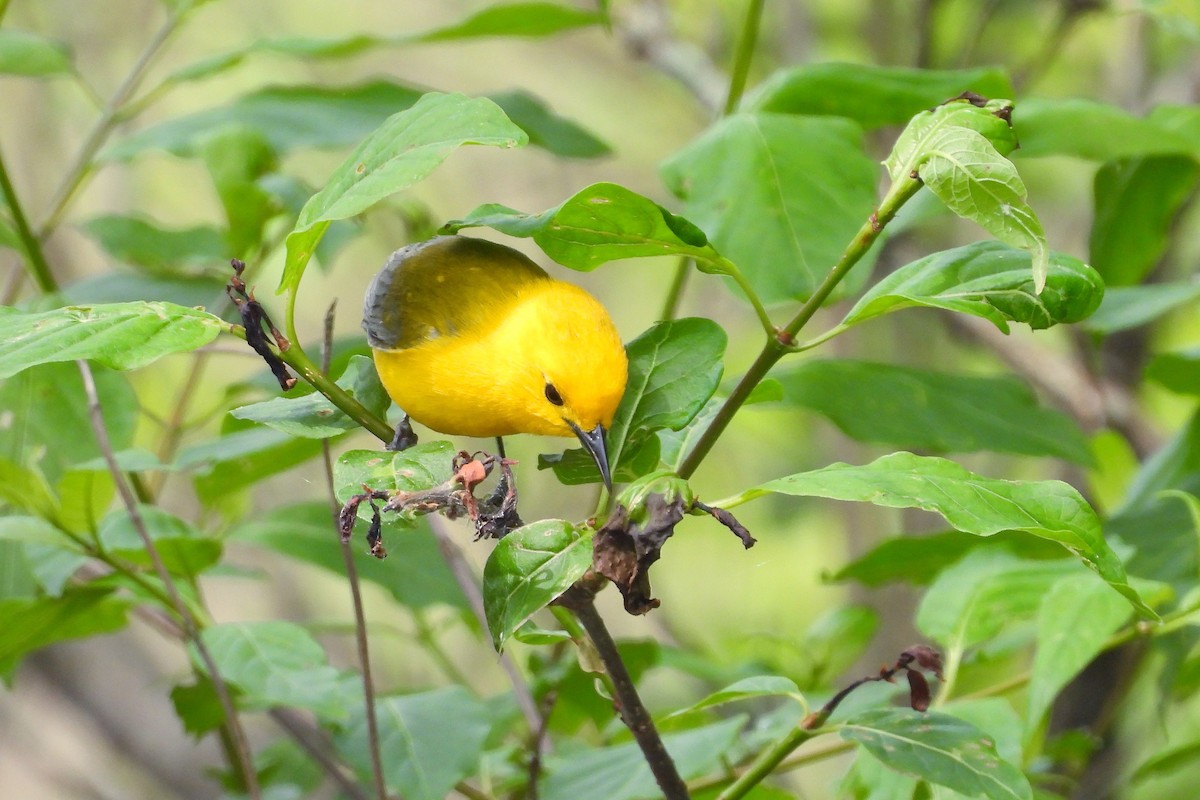Prothonotary Warbler - ML618577334