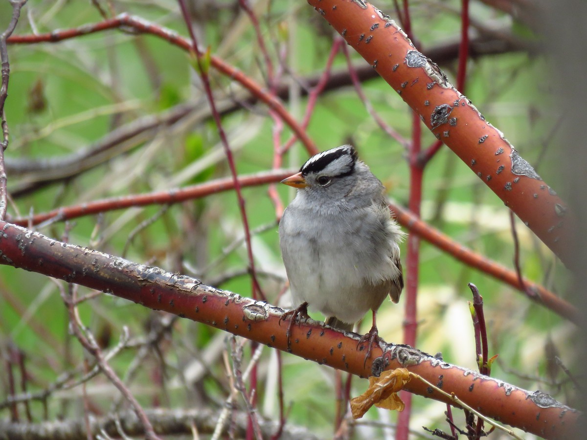 White-crowned Sparrow - ML618577335