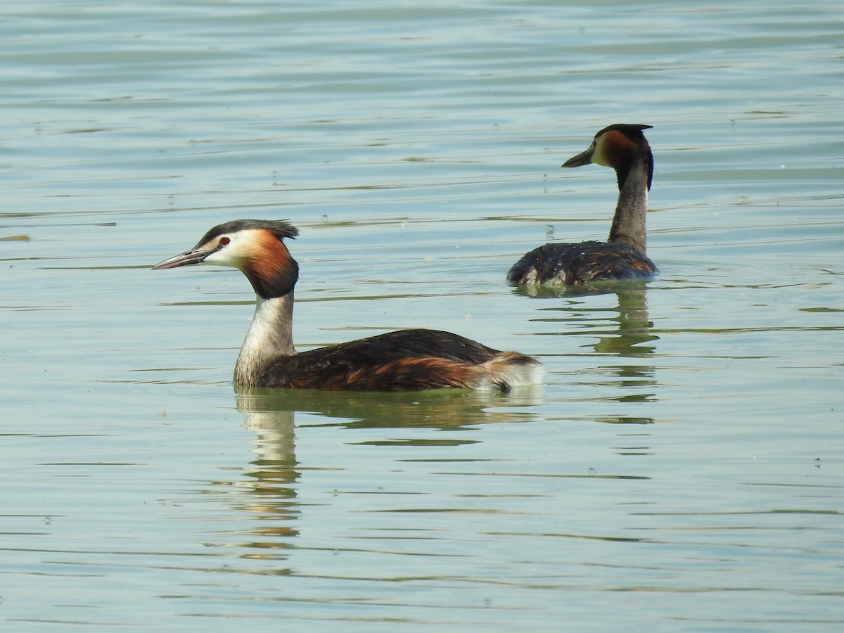 Great Crested Grebe - ML618577349