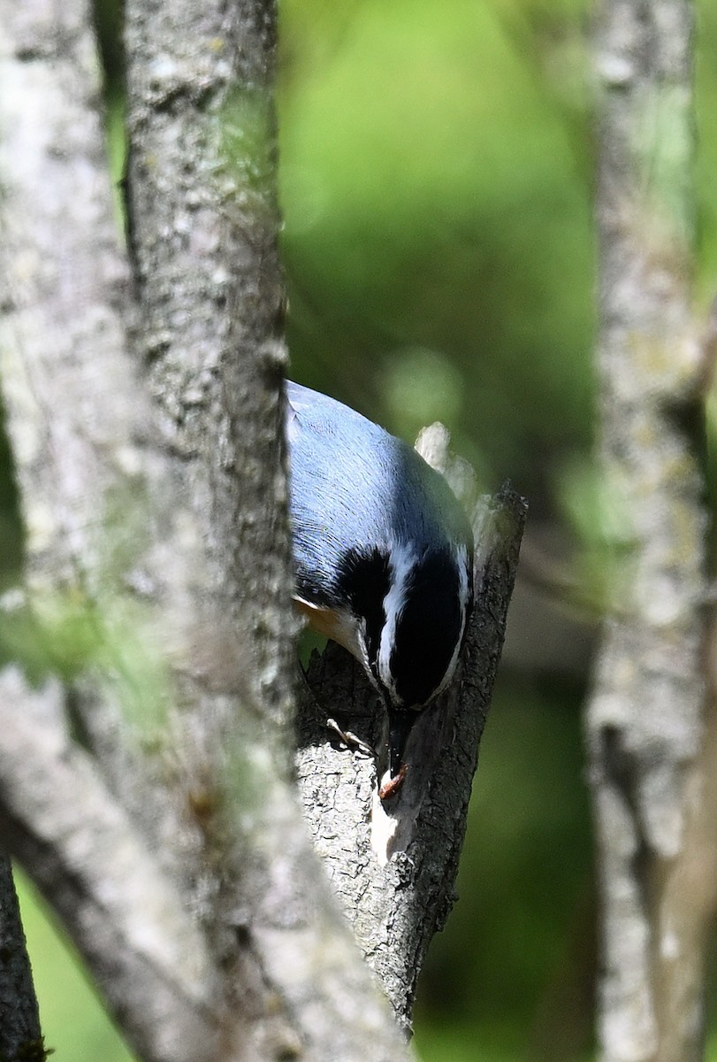 Red-breasted Nuthatch - ML618577350