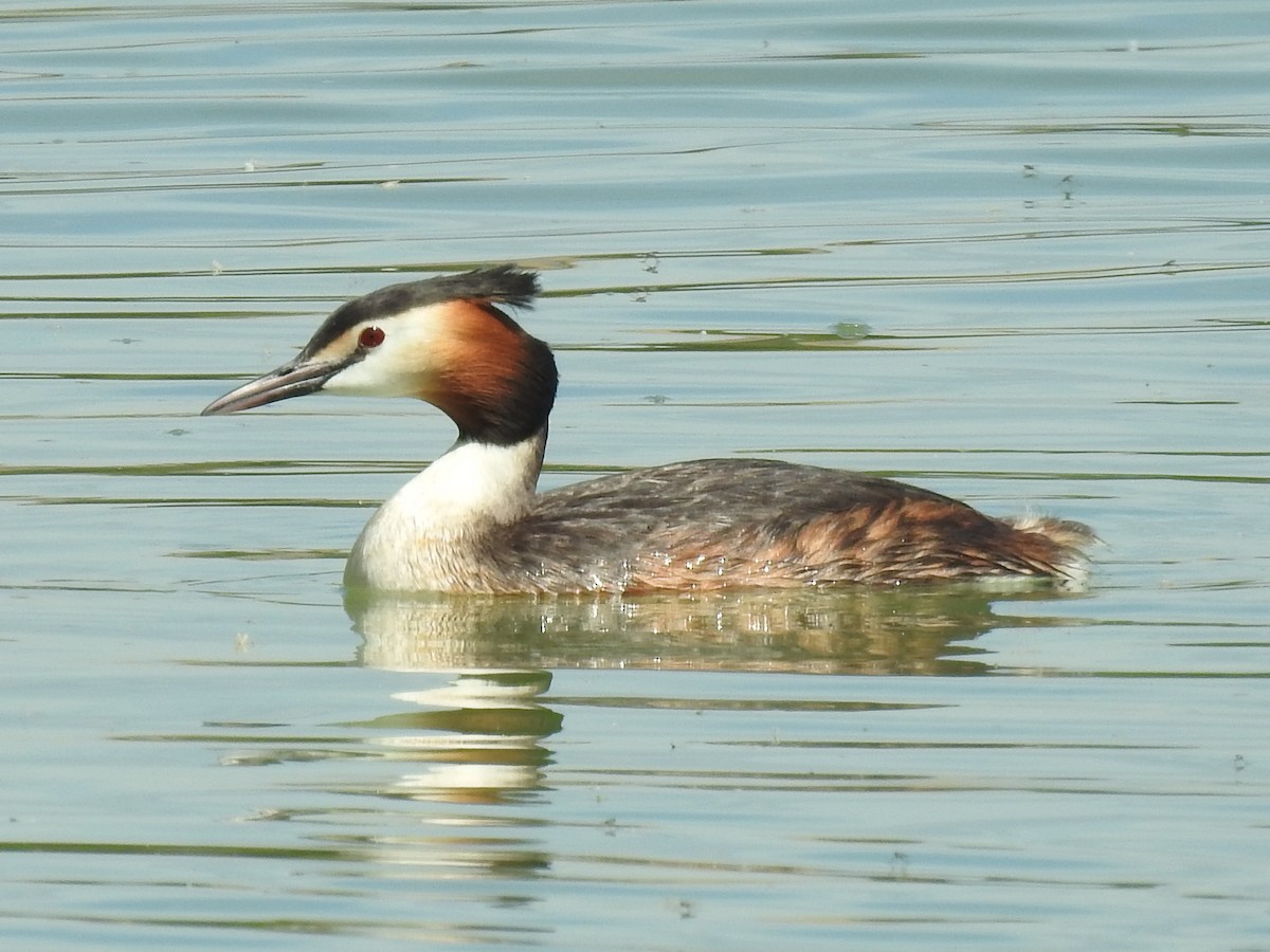Great Crested Grebe - ML618577357