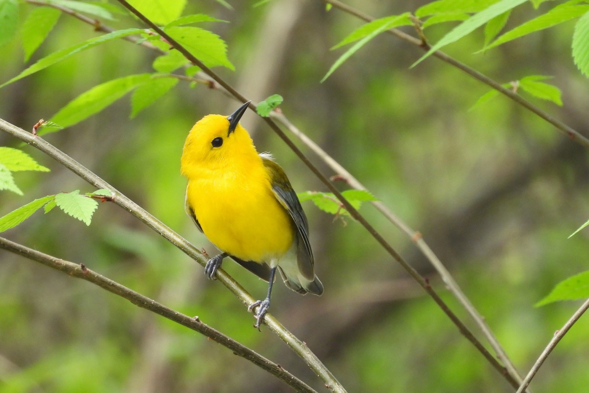 Prothonotary Warbler - ML618577361