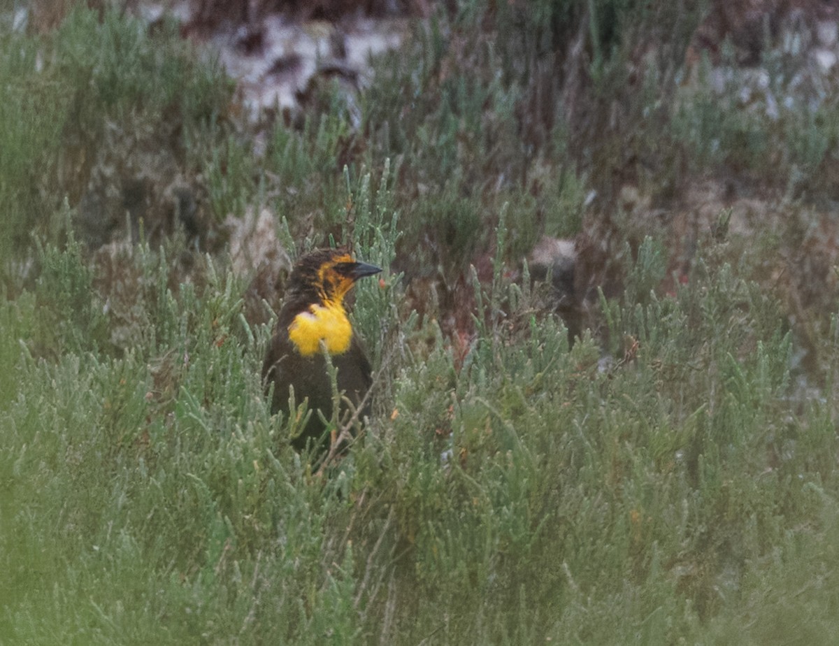 Yellow-headed Blackbird - ML618577379