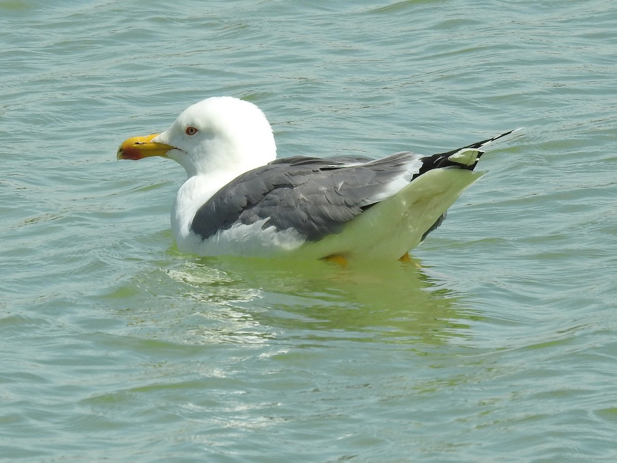 Yellow-legged Gull - ML618577386