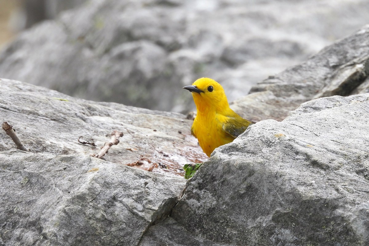 Prothonotary Warbler - ML618577395