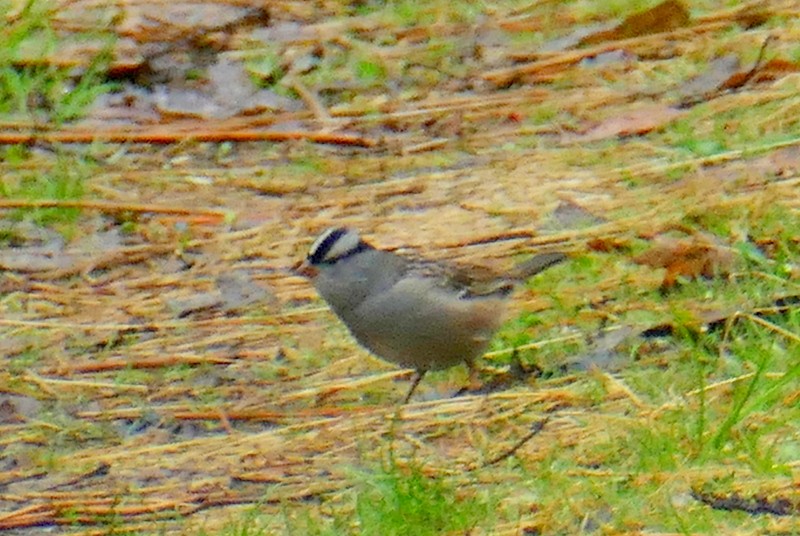 White-crowned Sparrow - ML618577399
