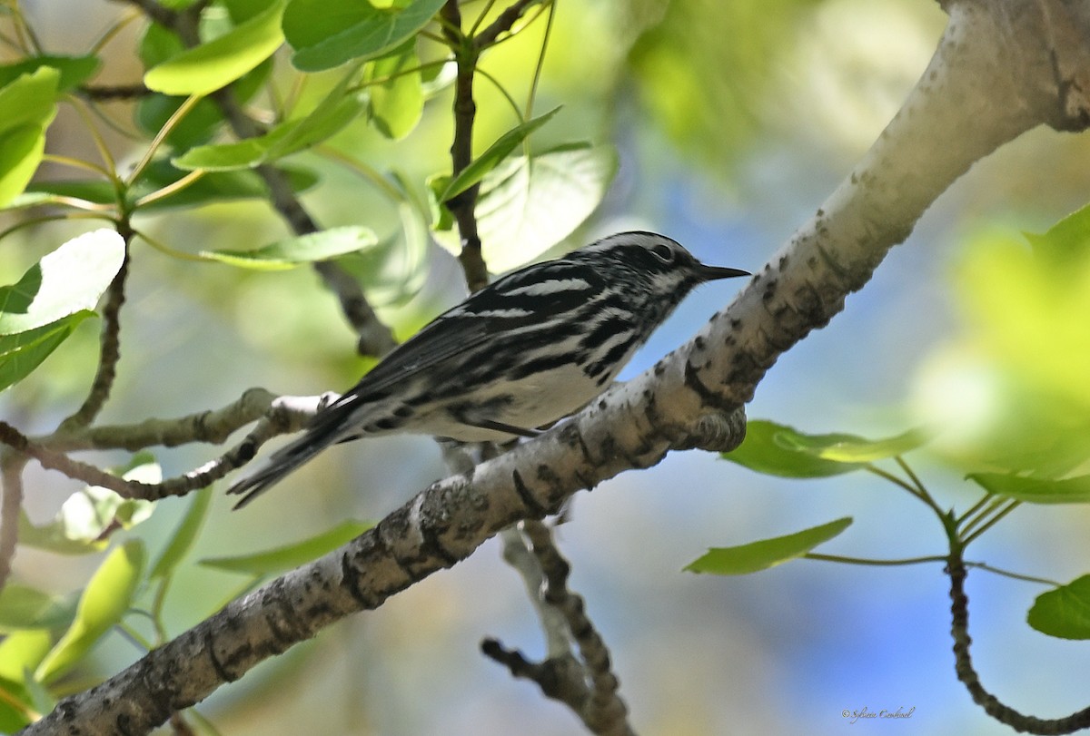 Black-and-white Warbler - ML618577406