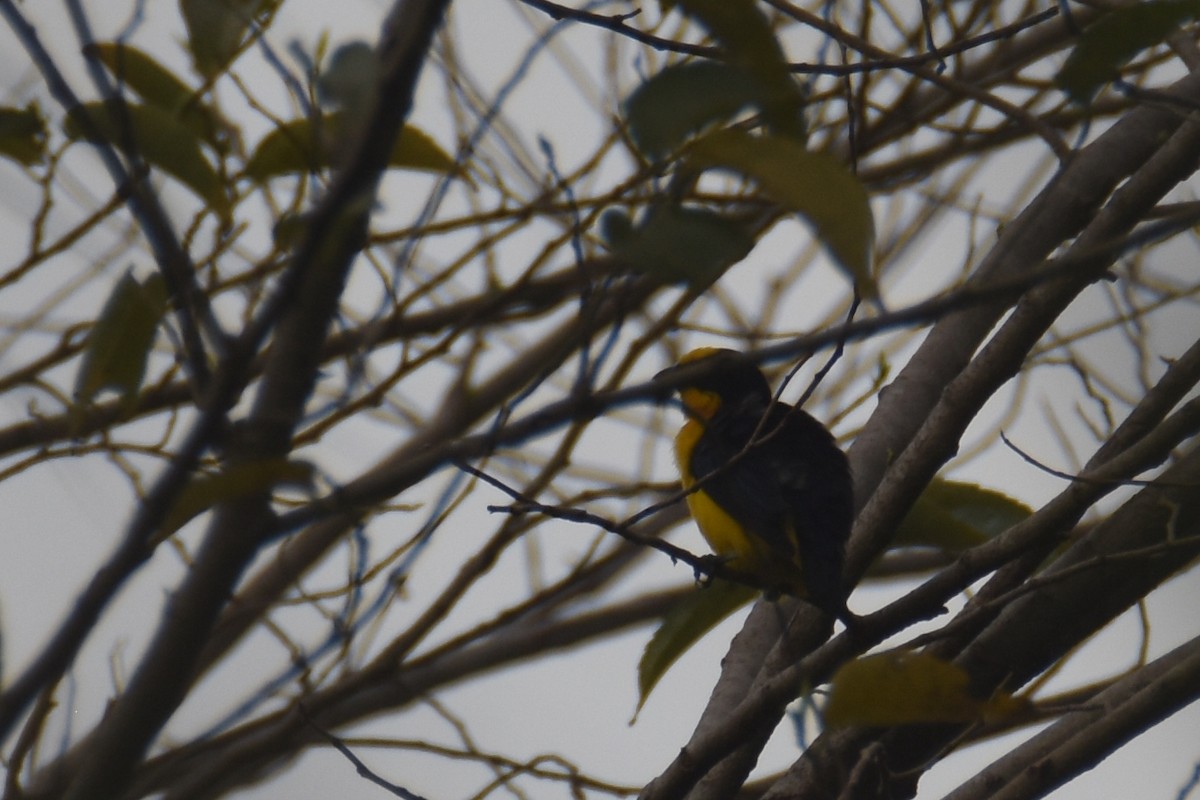 Thick-billed Euphonia (Black-tailed) - ML618577435