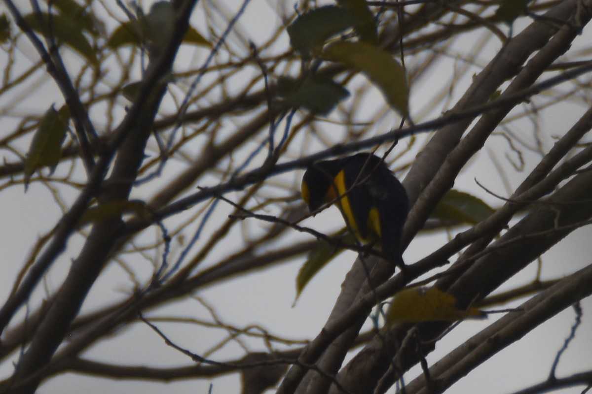 Thick-billed Euphonia (Black-tailed) - ML618577436