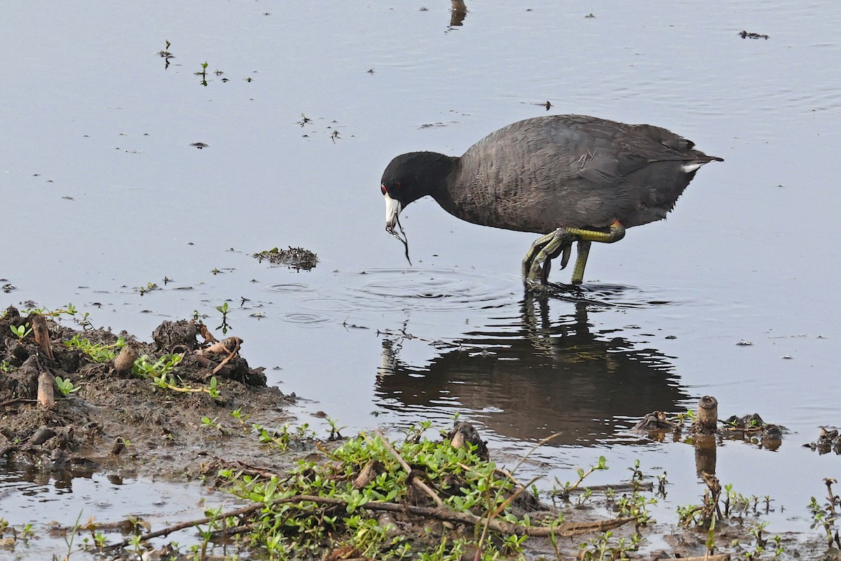 American Coot (Red-shielded) - ML618577437