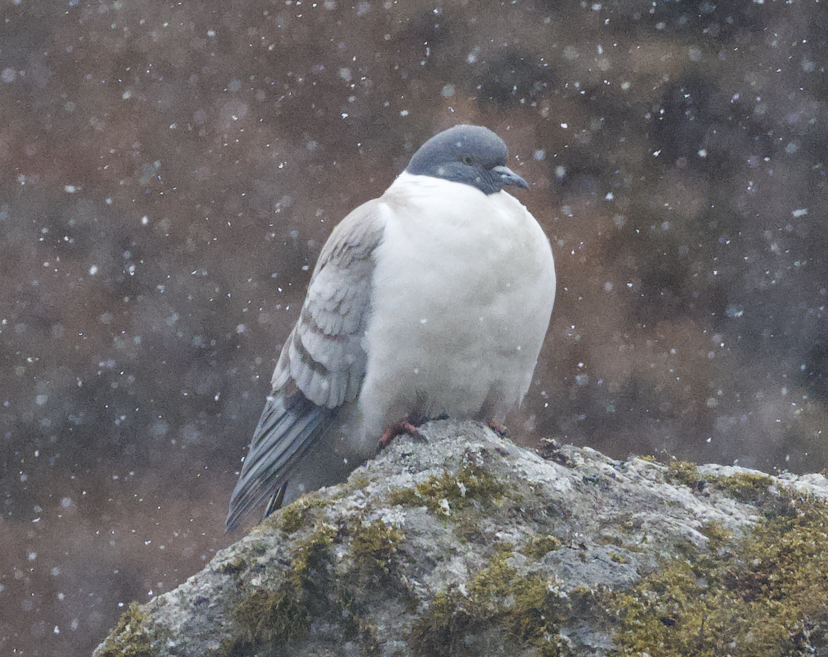 Snow Pigeon - ML618577481