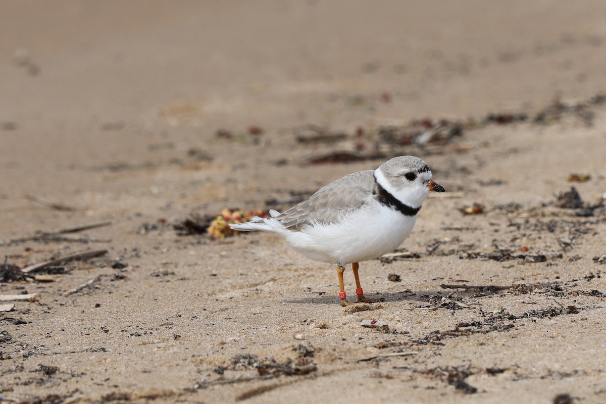 Piping Plover - ML618577495