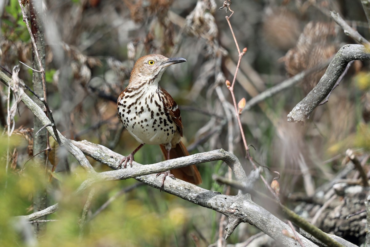 Brown Thrasher - Kevin Noble