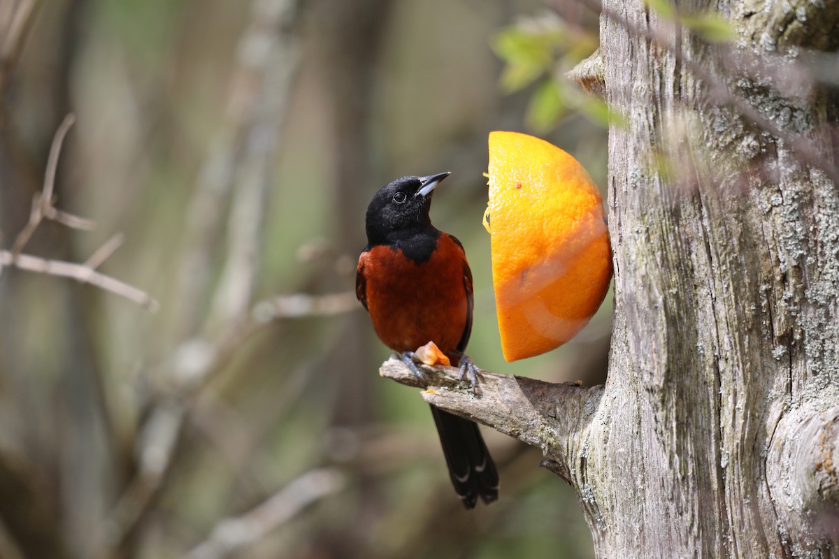 Orchard Oriole - ML618577509