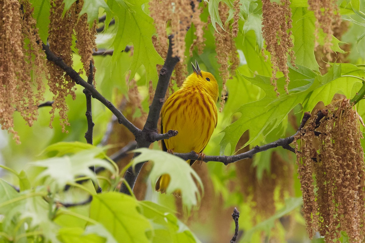 Yellow Warbler - Karen Fung