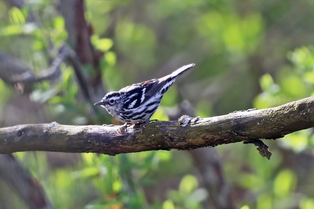 Black-and-white Warbler - ML618577515