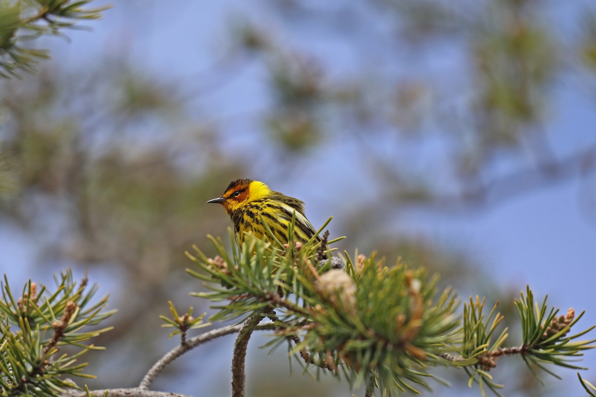 Cape May Warbler - ML618577520