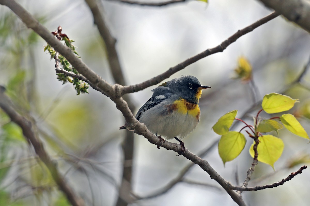 Northern Parula - Kevin Noble