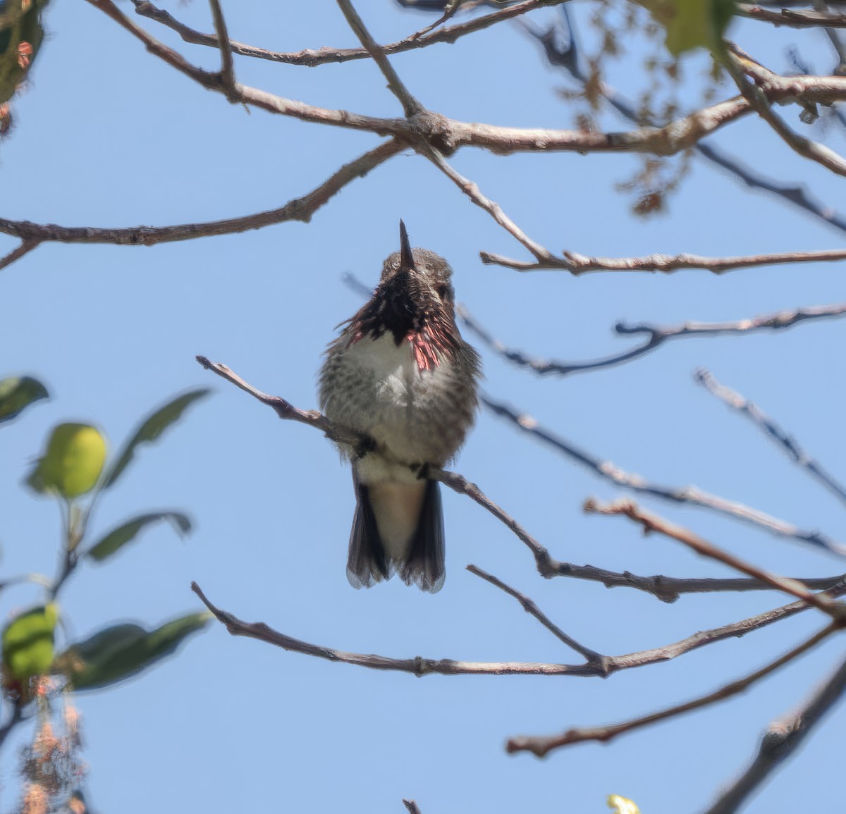 Calliope Hummingbird - ML618577557