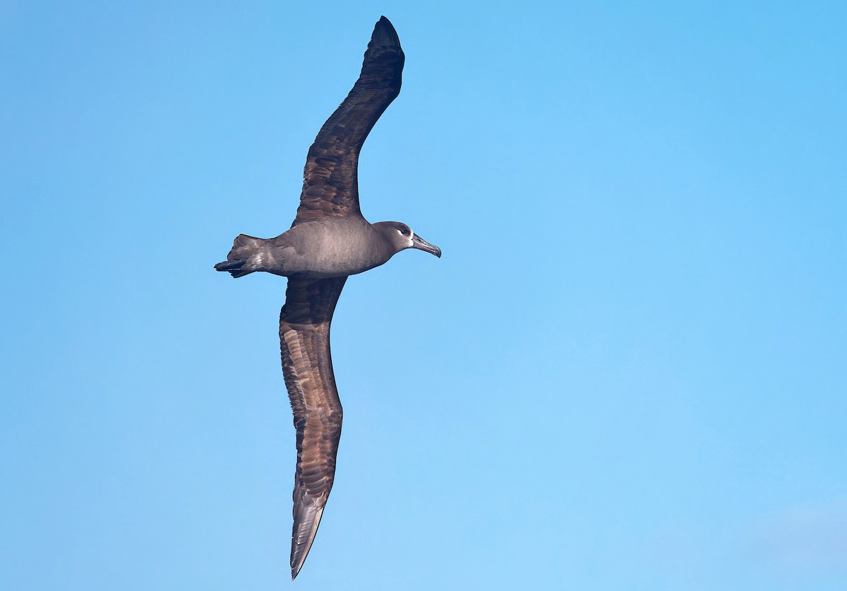 albatros černonohý - ML618577628