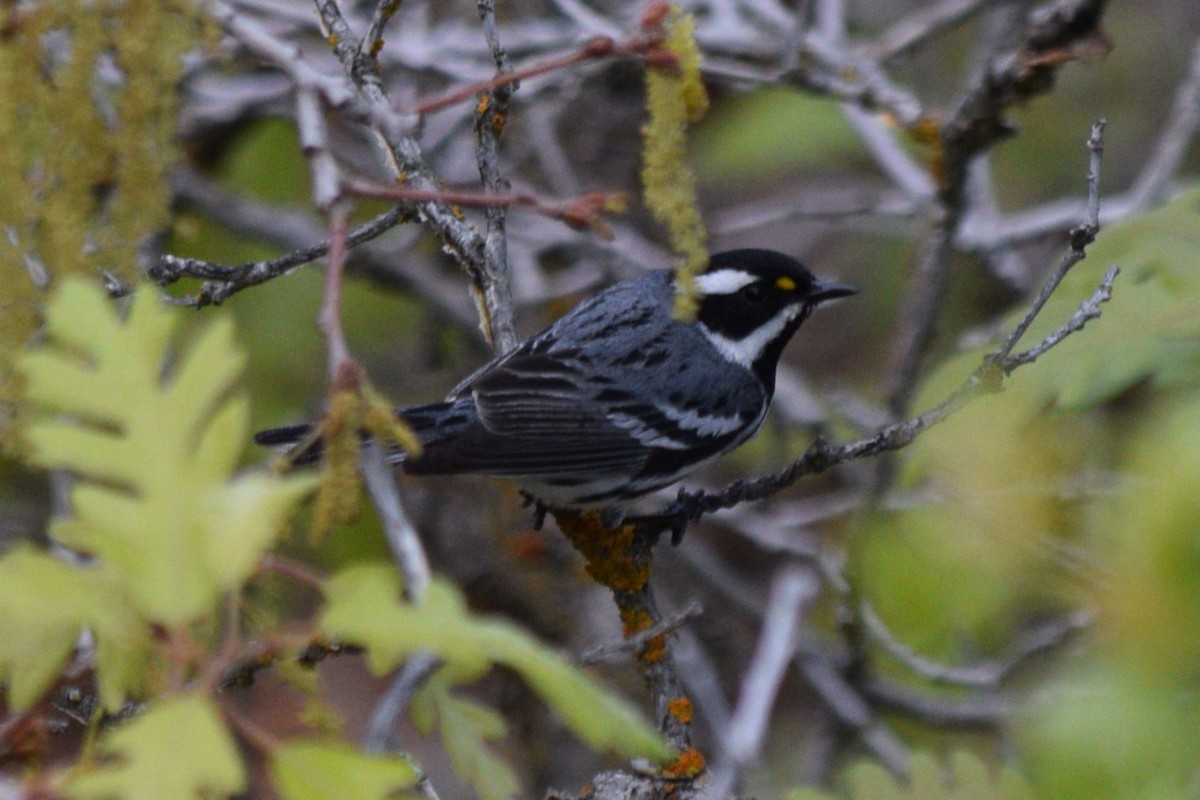 Black-throated Gray Warbler - William Harmon