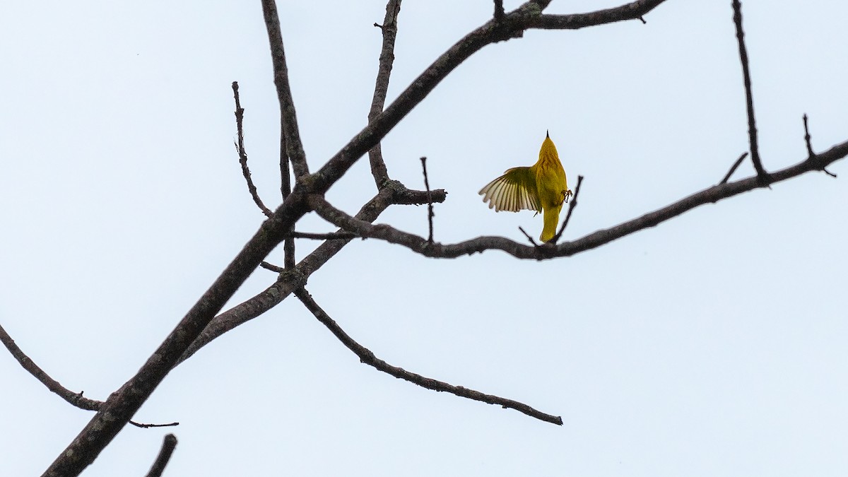 Yellow Warbler - Todd Kiraly
