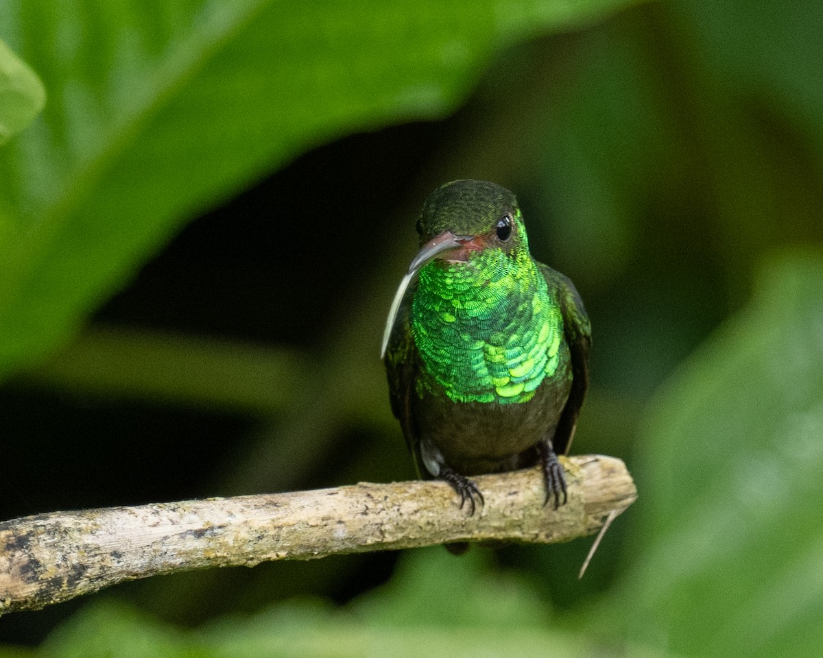 Rufous-tailed Hummingbird - ML618577700