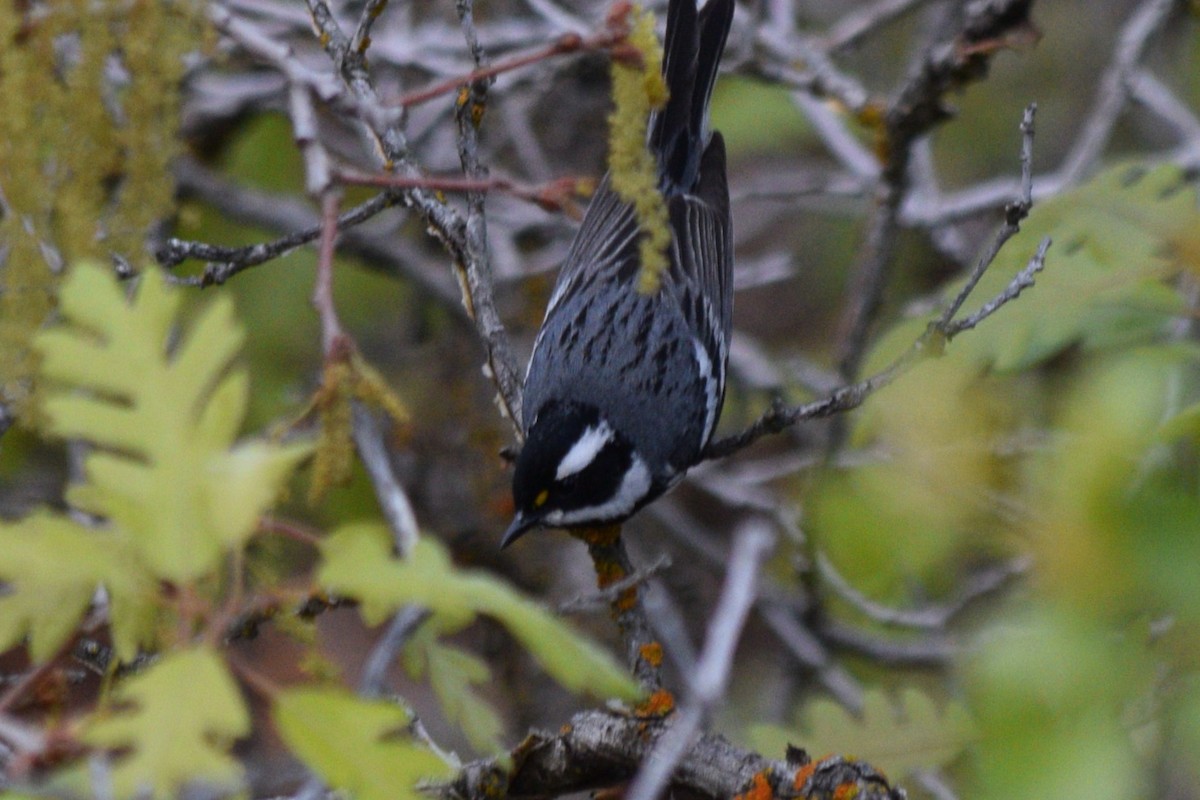 Black-throated Gray Warbler - ML618577781