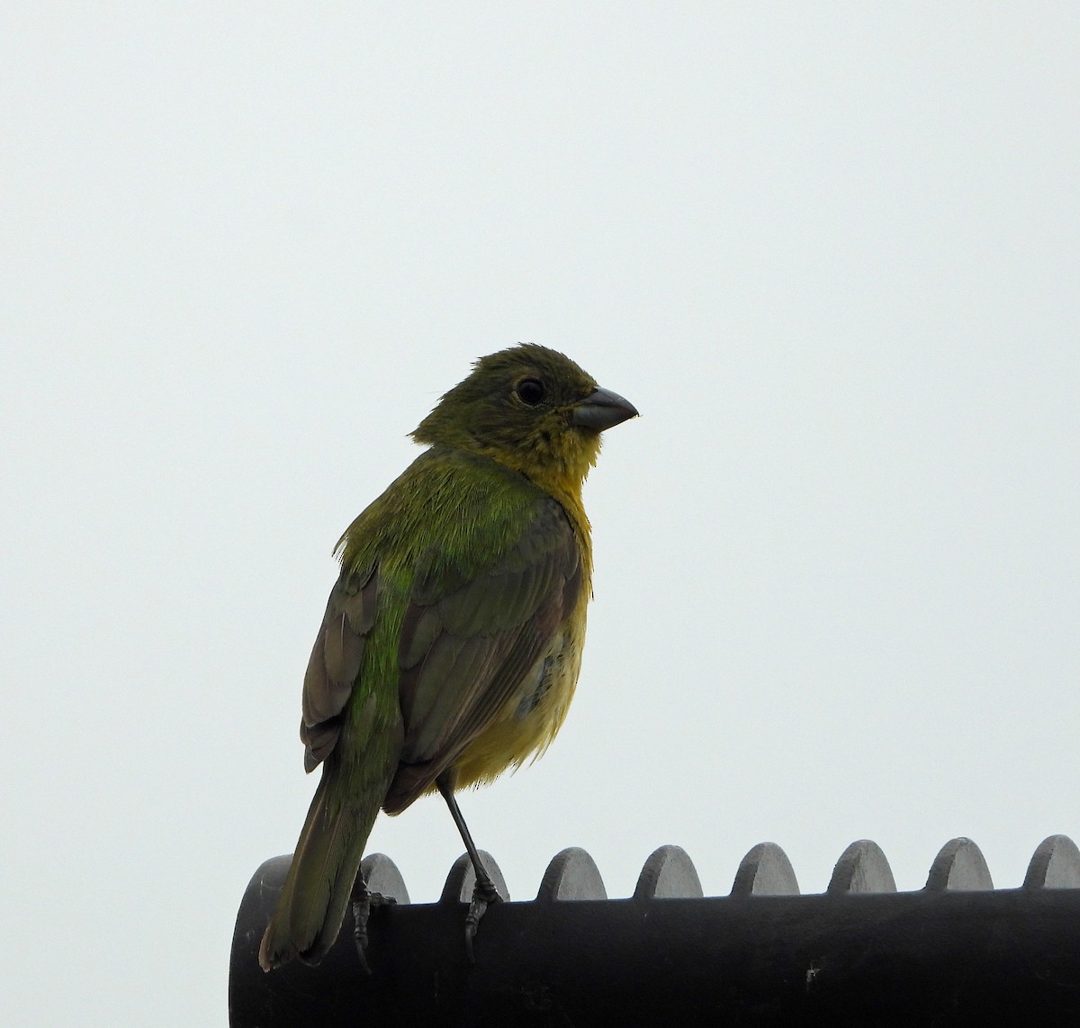 Painted Bunting - ML618577804