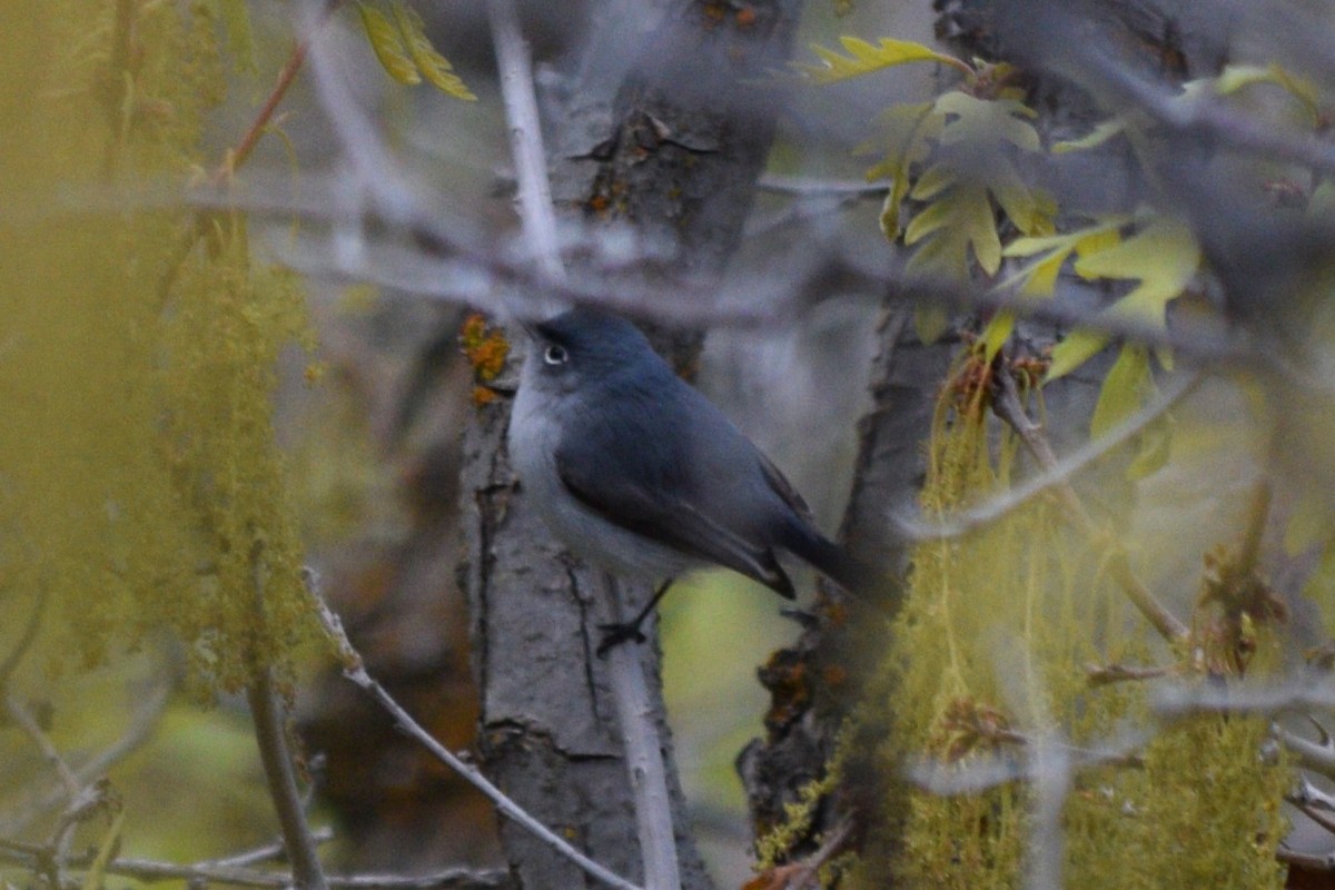 Blue-gray Gnatcatcher (obscura Group) - ML618577891