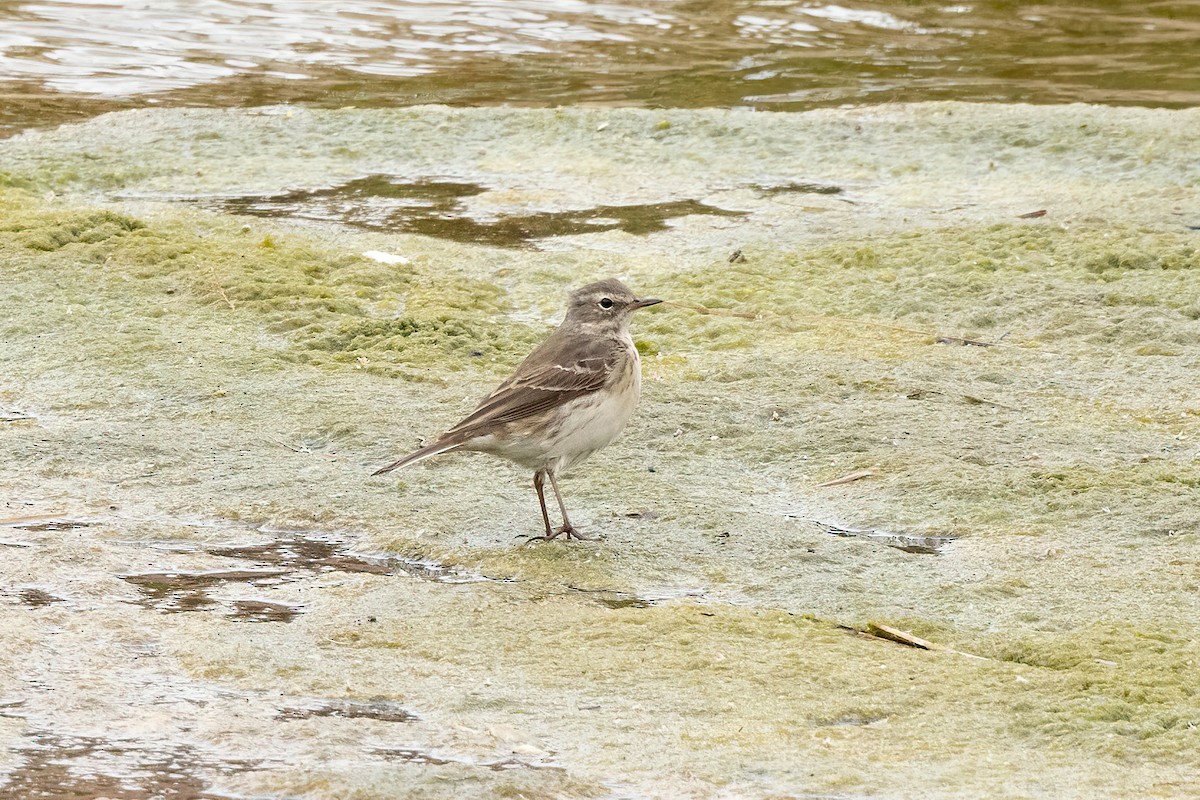 Water Pipit - ML618577892