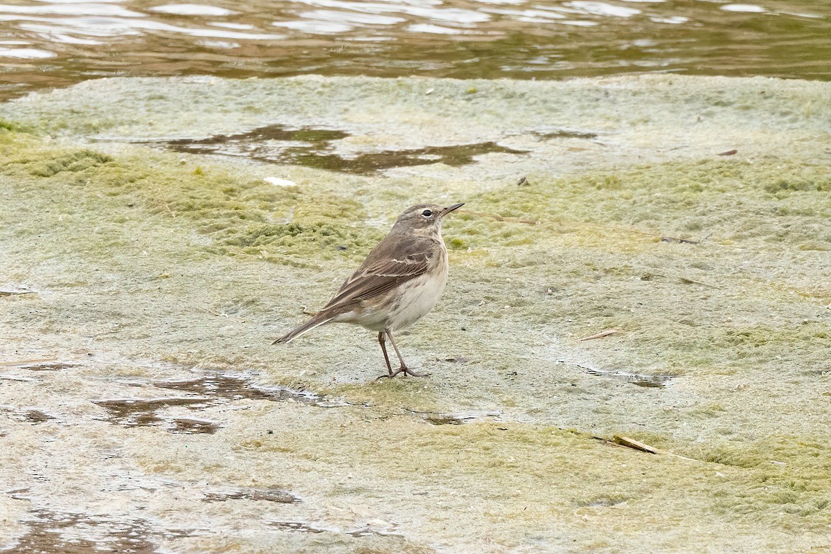 Water Pipit - ML618577893