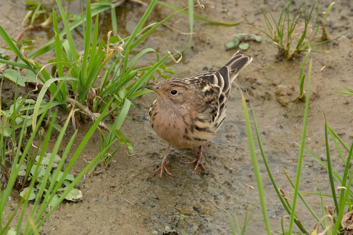 Red-throated Pipit - ML618577917