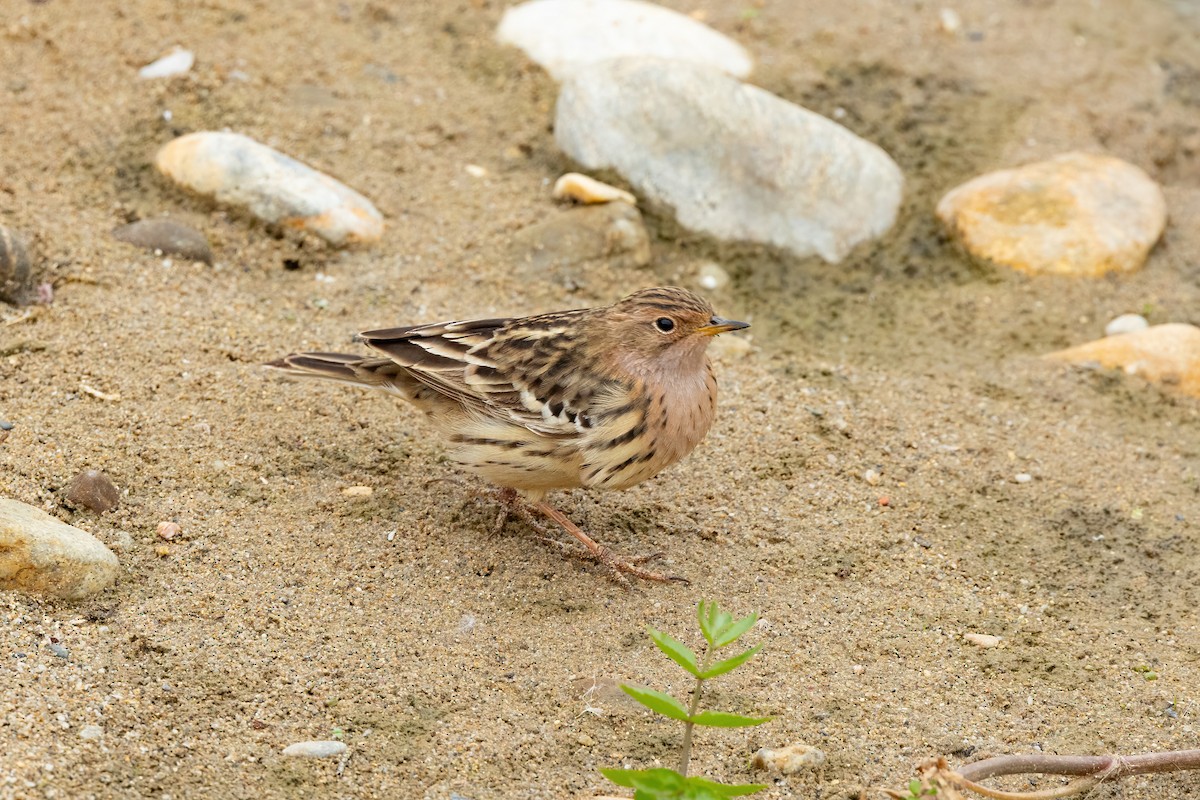 Red-throated Pipit - ML618577918