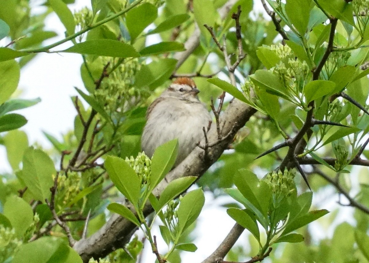 Chipping Sparrow - ML618577924