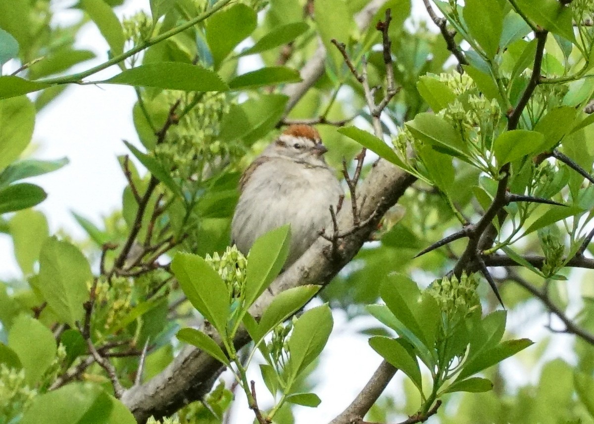 Chipping Sparrow - ML618577925
