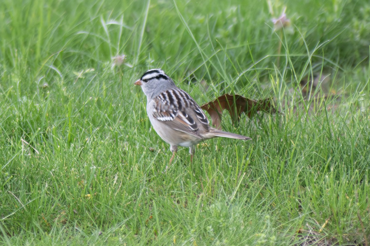 White-crowned Sparrow - ML618577967