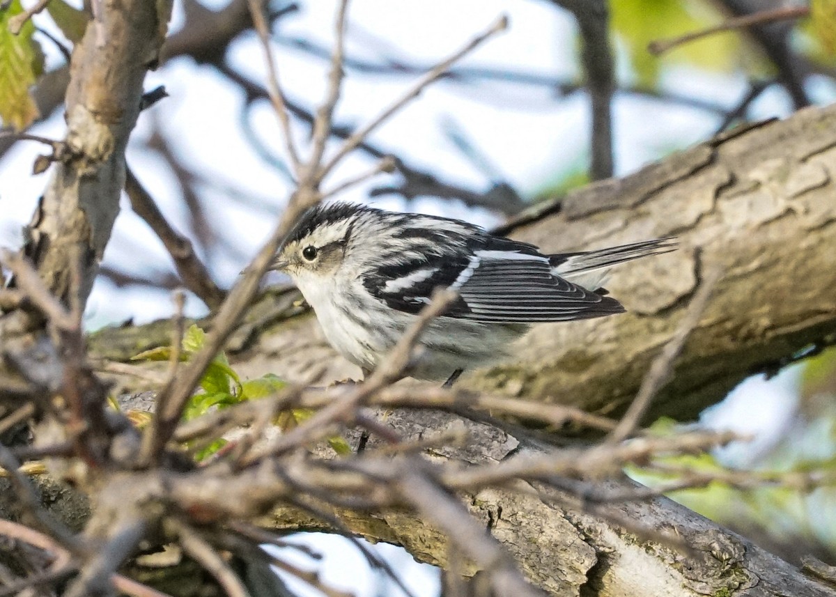 Black-and-white Warbler - ML618577974