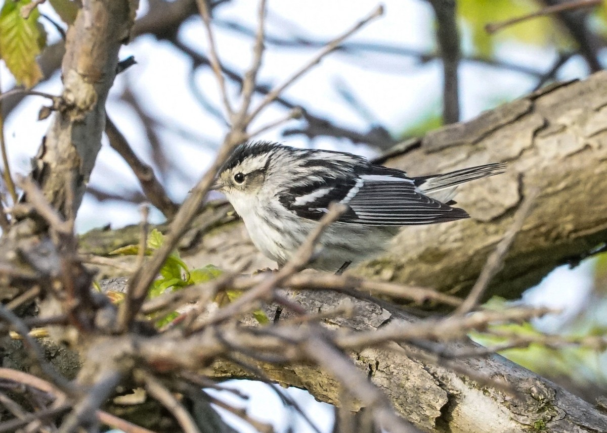 Black-and-white Warbler - ML618577975